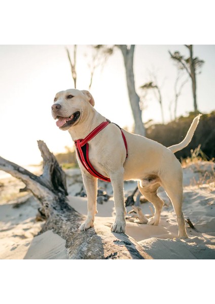 Luxury Chest Plate Harness - Kırmızı 1 Adet