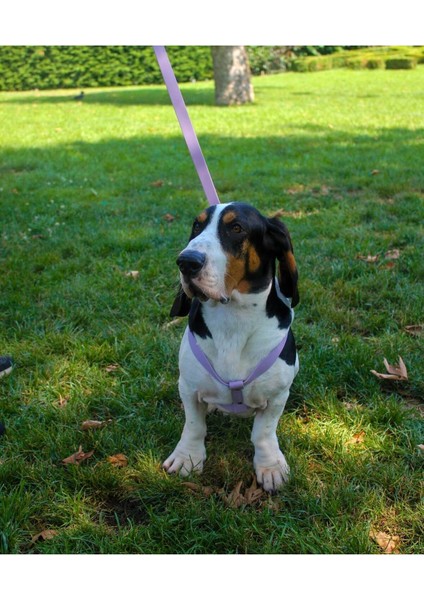 Luxury Su Geçirmez Biothane Köpek Göğüs Tasması Seti 1 Adet