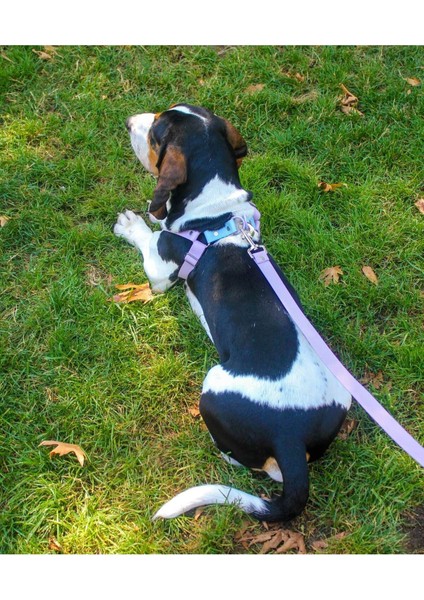 Luxury Su Geçirmez Biothane Köpek Göğüs Tasması Seti 1 Adet