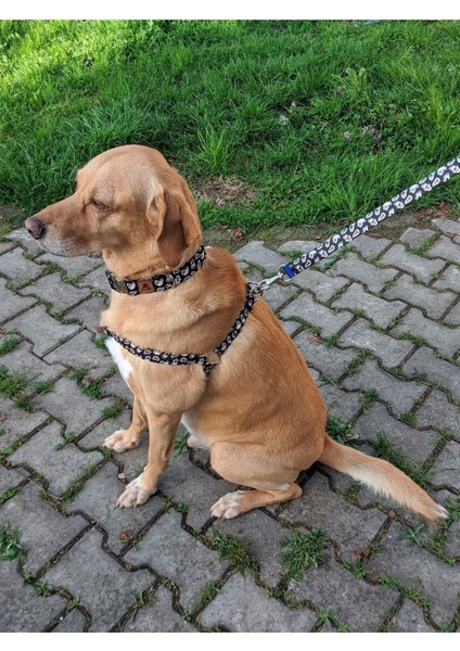 Luxury Boo Köpek Tasma Seti 1 Adet