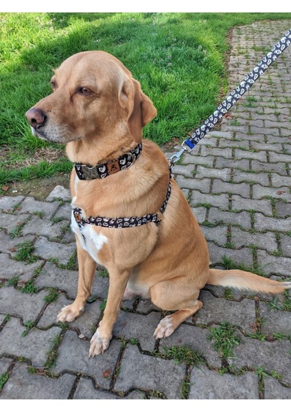 Luxury Boo Köpek Tasma Seti 1 Adet