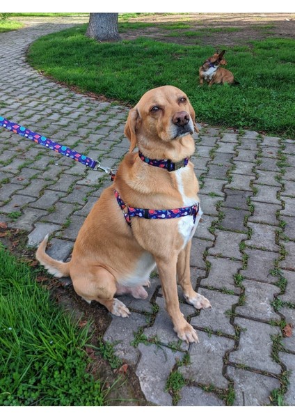 Luxury x Æ A-12 Köpek Tasma Seti 1 Adet