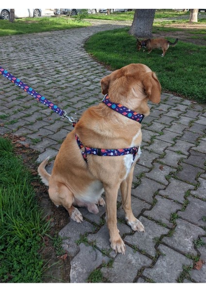 Luxury x Æ A-12 Köpek Tasma Seti 1 Adet