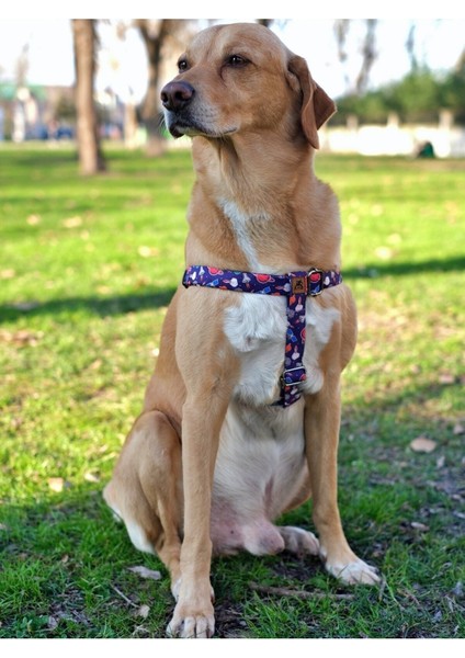 Luxury x Æ A-12 Köpek Tasma Seti 1 Adet