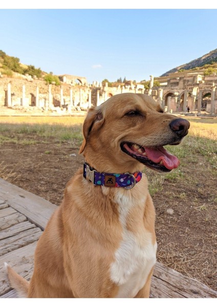 Luxury x Æ A-12 Köpek Tasma Seti 1 Adet