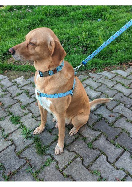 Luxury Lightning Köpek Tasma Seti 1 Adet