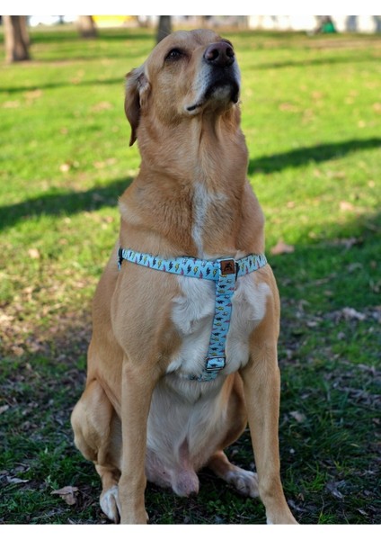 Luxury Lightning Köpek Tasma Seti 1 Adet