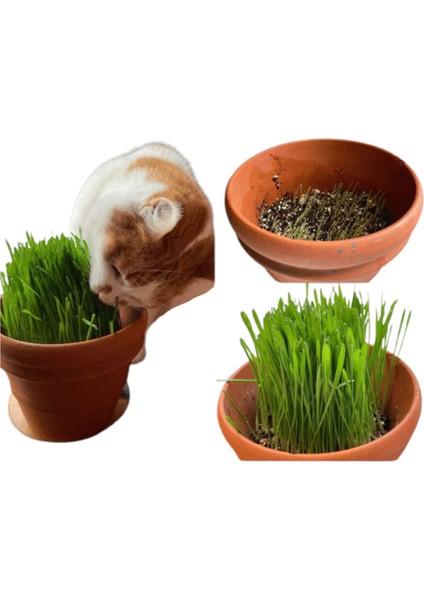 Organik Kedi Çimi , Toprak Saksı ve Tohum Hepsi Bir Arada Ekime Hazır Set