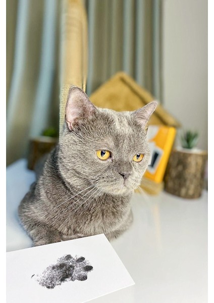 Luxury Evcil Hayvan Pati Izi Seti Toksik Olmayan Mürekkepsiz Baskı Kiti Kedi Köpek Için Uygun 1 Adet fiyatları