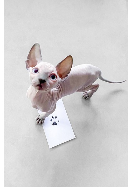 Luxury Evcil Hayvan Pati Izi Seti Toksik Olmayan Mürekkepsiz Baskı Kiti Kedi Köpek Için Uygun 1 Adet indirimleri