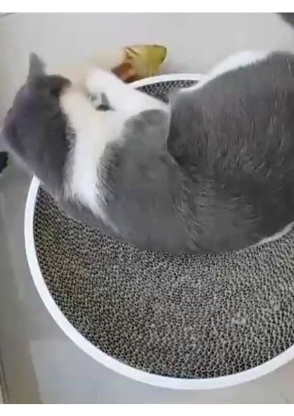 Peluş Kedi Oyuncağı Balık Kedi Nanesi Otlu Çıngıraklı Mavi 1 Adet 1 Adet fiyatları