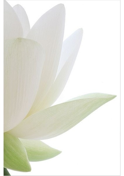 White Lotus Esansiyel Uçucu Yağ Saf Yoğun Koku Buhurdanlık Difüzör Esansı 20 ml modelleri