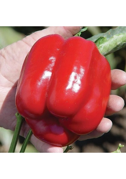 5 Adet Kırmızı Dolma Biber Fidesi