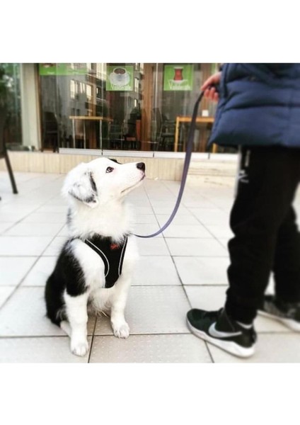 Yavru Köpek Eğıtım Setı Çış Eğıtım Pedı, Gezdırme Tasması, Ödül Maması Göğüs Tasması Xs 1 Adet