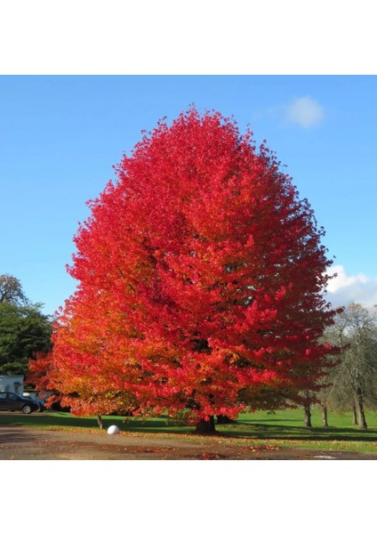 Amerikan Sığla Ağacı Lıquıdambar Styracıflua
