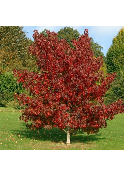 Amerikan Sığla Ağacı Lıquıdambar Styracıflua fiyatları