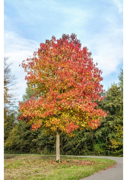 Amerikan Sığla Ağacı Lıquıdambar Styracıflua modelleri