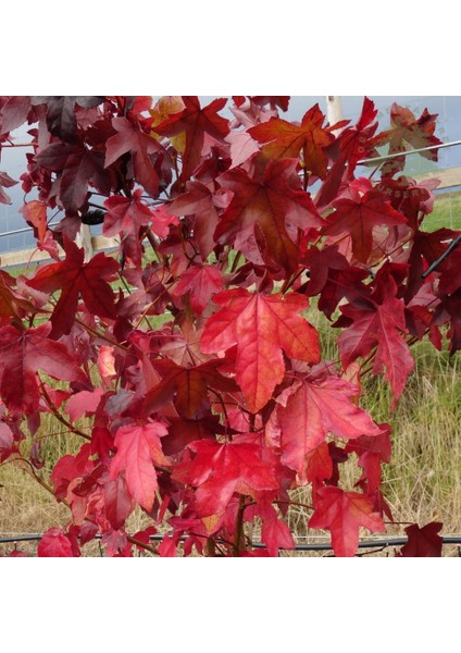 Amerikan Sığla Ağacı Lıquıdambar Styracıflua fırsatları