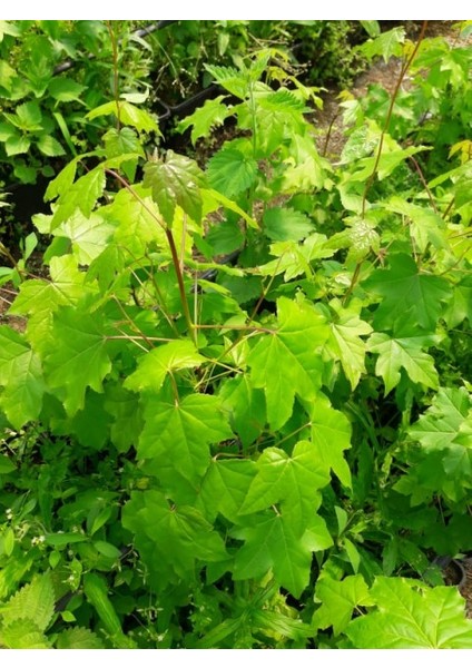 Amerikan Sığla Ağacı Lıquıdambar Styracıflua indirimleri