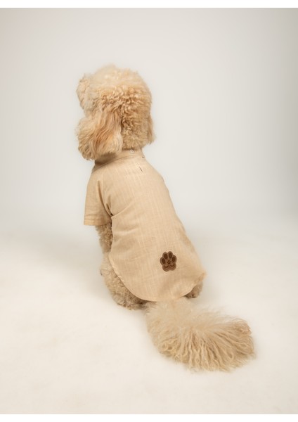 Sandy - Küçük Orta Irk Kedi, Köpek Kıyafeti