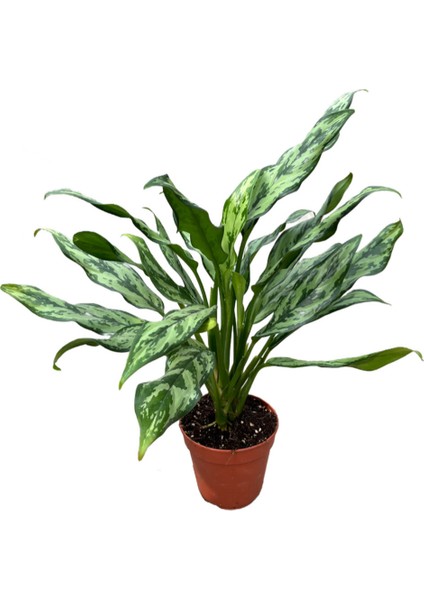 Aglaonema Juliette (Çin Herdemyeşili)