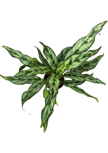 Aglaonema Juliette (Çin Herdemyeşili)