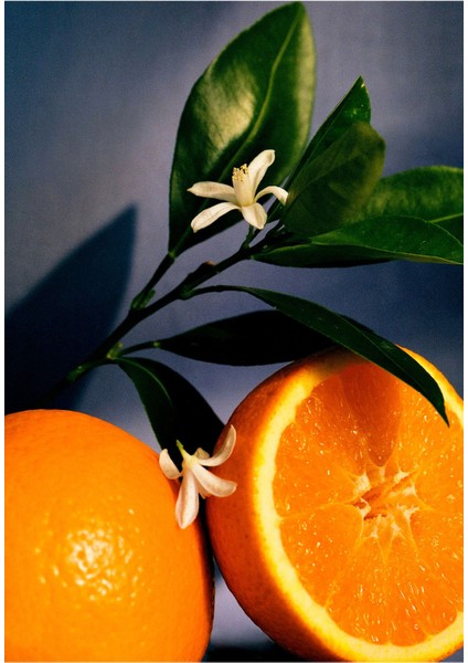 Orange Blossom Küçük Mum – Doğal Narenciye ve Bal Kokusu modelleri