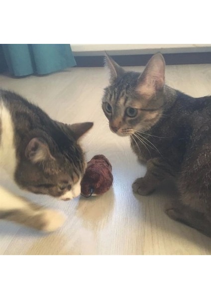 Kurmalı Kedi Eğitim Oyuncağı Tüylü Peluş Fare Yakalama Interaktif Sevimli Eğlenceli Oyuncak (4887) indirimleri