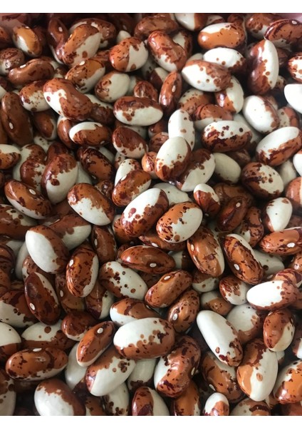 Yerli Ata Tohumu Uzun Enli Sırık Erken Fasulye 25 gr (Kahve Alaca Beyaz)