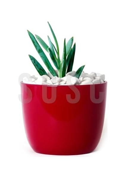 Menashop Metrashop Çakıl Taşı Dolomit Taşı Bahçe Süsü Akvaryum Taşı Dere Çakıl Taşı 1-2 cm 3 kg modelleri