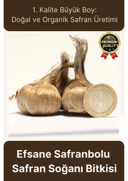 Özel Yerli Üretim Dikime Hazır Büyük Boy Efsane Safranbolu Safran Soğanı Bitkisi - 1 Adet