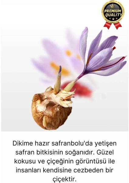Özel Yerli Üretim Dikime Hazır Büyük Boy Efsane Safranbolu Safran Soğanı Bitkisi - 1 Adet fiyatları