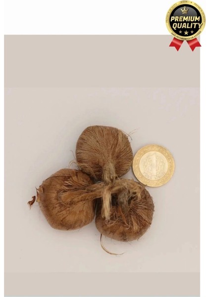 Özel Yerli Üretim Dikime Hazır Büyük Boy Efsane Safranbolu Safran Soğanı Bitkisi - 1 Adet modelleri