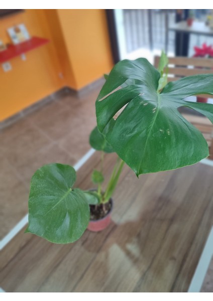 Deve Tabanı-Monstera (Canlı Çiçek)