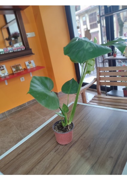 Deve Tabanı-Monstera (Canlı Çiçek)