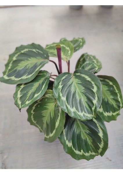 Dua Çiçeği-Calathea (Canlı Çiçek)