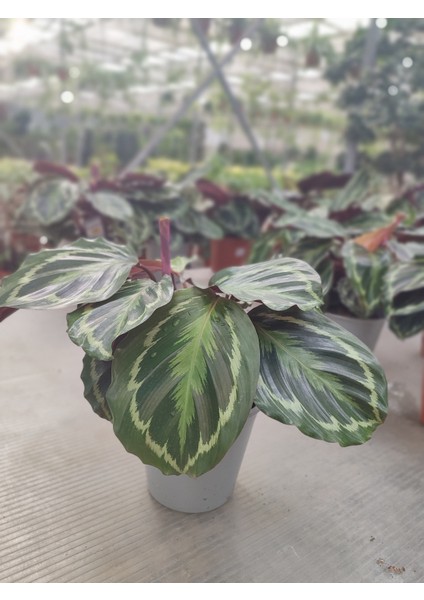 Dua Çiçeği-Calathea (Canlı Çiçek)