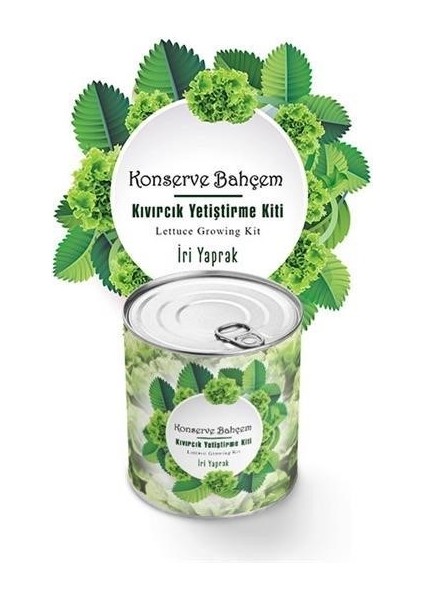 Konserve Bahçem Evde Konservede Iri Yapraklı Kıvırcık Yetiştirme Kiti