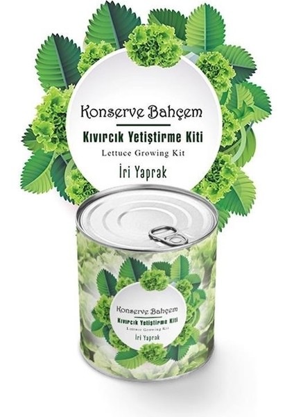 Konserve Bahçem Evde Konservede Iri Yapraklı Kıvırcık Yetiştirme Kiti