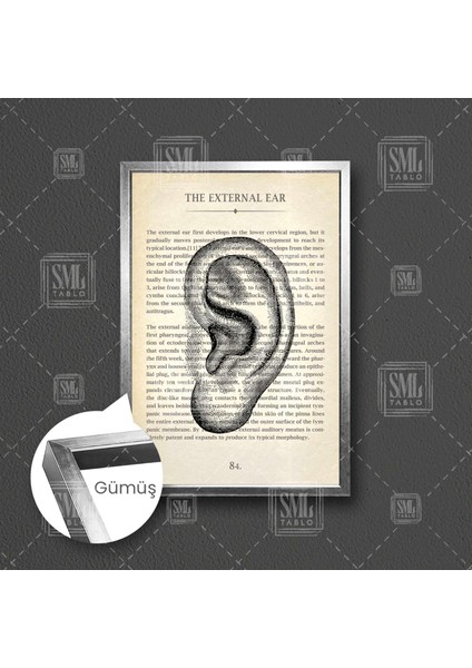 Kulak Burun Boğaz Kbb Dış Kulak Çerçeveli Dikey Kanvas Tablo