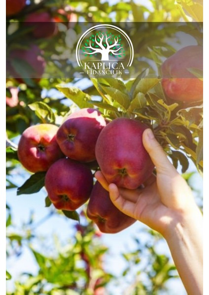 Tüplü Kırmızı Elma Fidanı