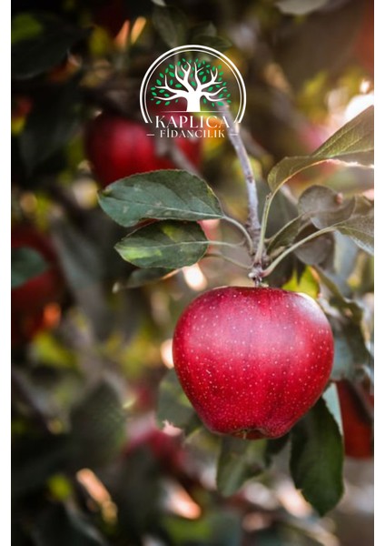 Tüplü Kırmızı Elma Fidanı fiyatları