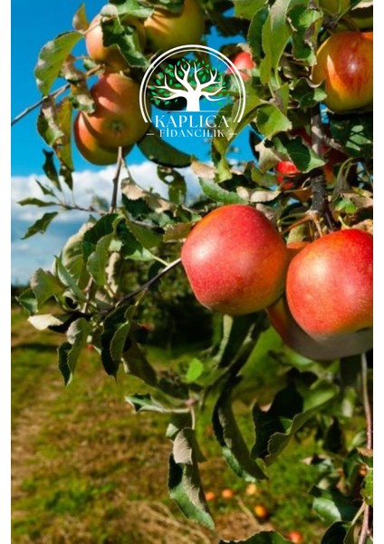 Tüplü Kırmızı Elma Fidanı modelleri