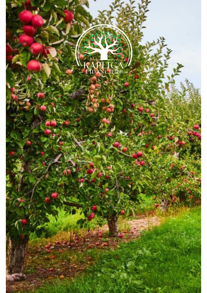 Tüplü Kırmızı Elma Fidanı fırsatları