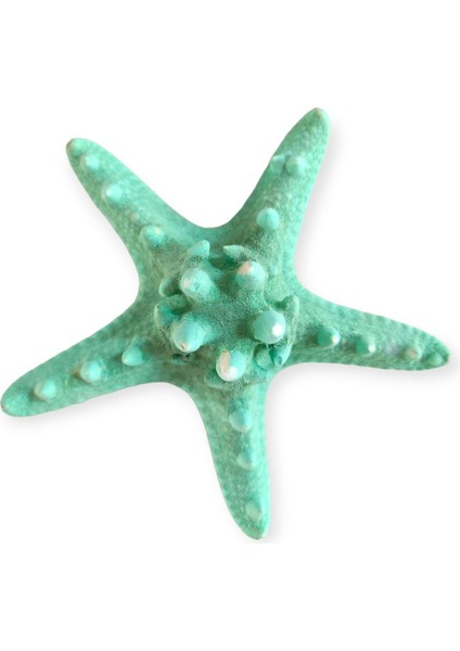 Gerçek Deniz Yıldızı 10-11 cm