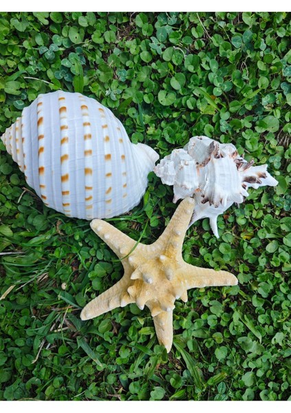 Nature Gerçek Deniz Kabuğu Seti