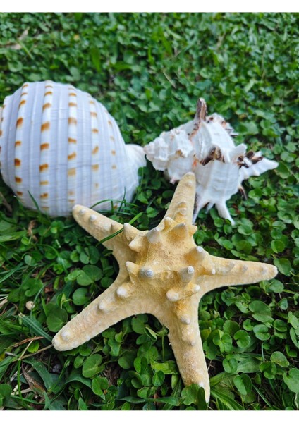 Nature Gerçek Deniz Kabuğu Seti fiyatları