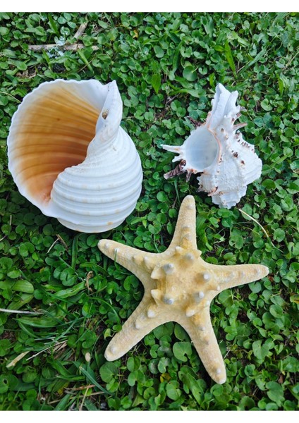 Nature Gerçek Deniz Kabuğu Seti modelleri