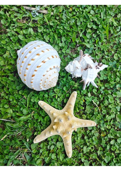 Nature Gerçek Deniz Kabuğu Seti fırsatları