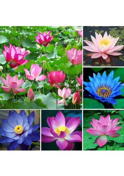 4 Adet Karışık Renklerde Lotus (Nilüfer) Çiçeği Tohumu